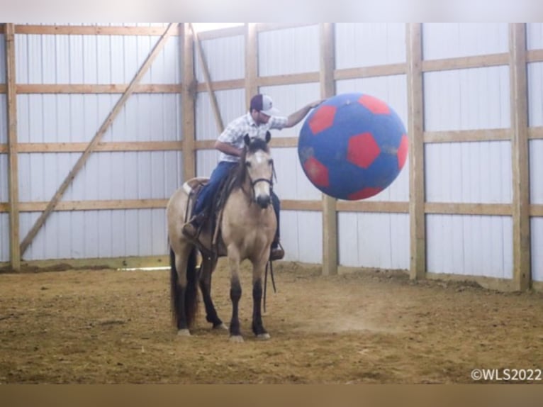 Fox trotter de Missouri Caballo castrado 17 años Buckskin/Bayo in Brooksville Ky