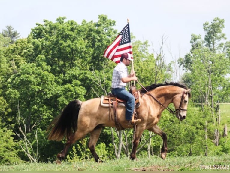 Fox trotter de Missouri Caballo castrado 17 años Buckskin/Bayo in Brooksville Ky