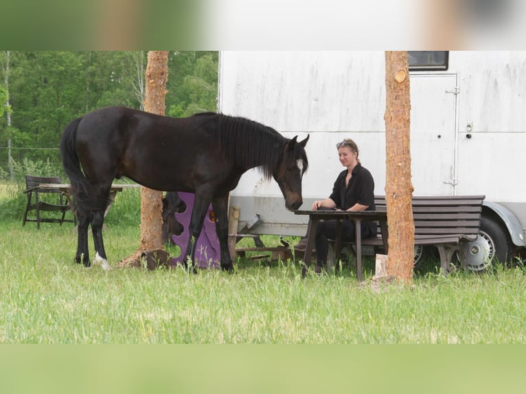 Fox trotter de Missouri Mestizo Caballo castrado 3 años 154 cm Castaño oscuro in Ribbesb&#xFC;ttel