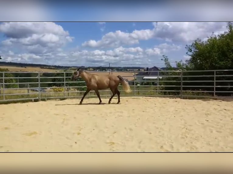 Fox trotter de Missouri Caballo castrado 4 años 154 cm Tordo rodado in Winterwerb