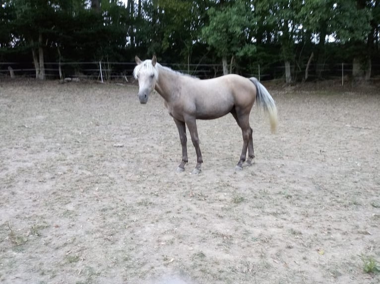 Fox trotter de Missouri Caballo castrado 4 años 154 cm Tordo rodado in Winterwerb