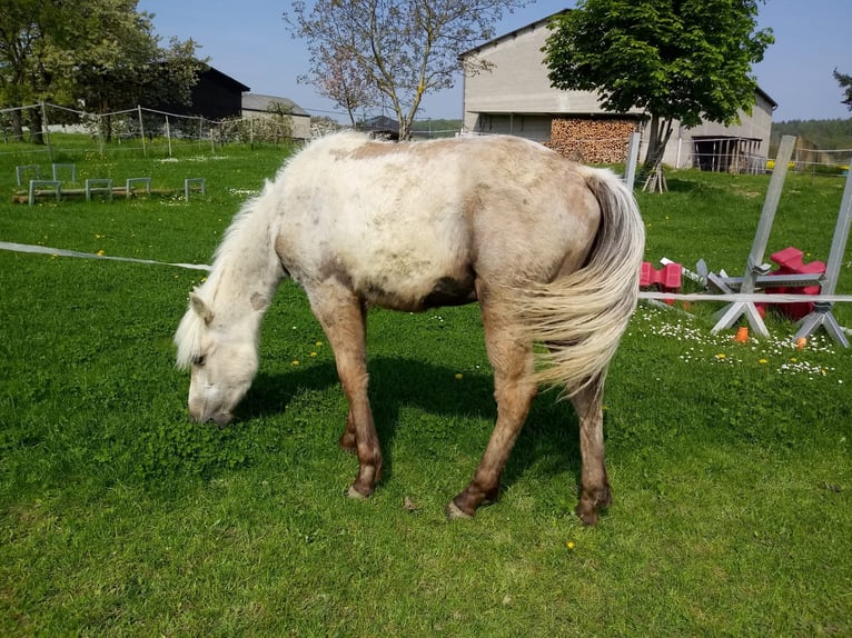 Fox trotter de Missouri Caballo castrado 4 años 154 cm Tordo rodado in Winterwerb