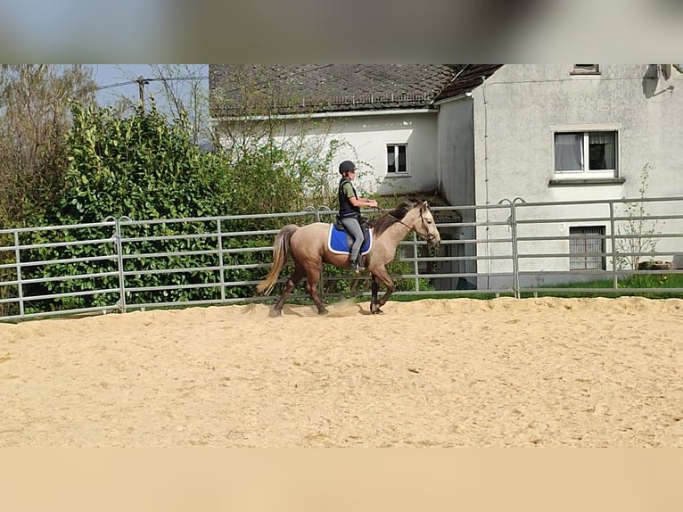 Fox trotter de Missouri Caballo castrado 4 años 155 cm Tordo rodado in Winterwerb