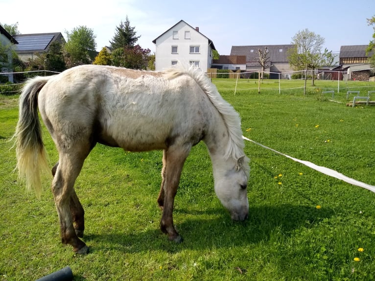 Fox trotter de Missouri Caballo castrado 4 años 155 cm Tordo rodado in Winterwerb