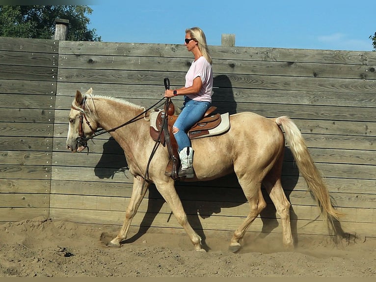 Fox trotter de Missouri Caballo castrado 4 años 156 cm Champán in Temmen-Ringenwalde