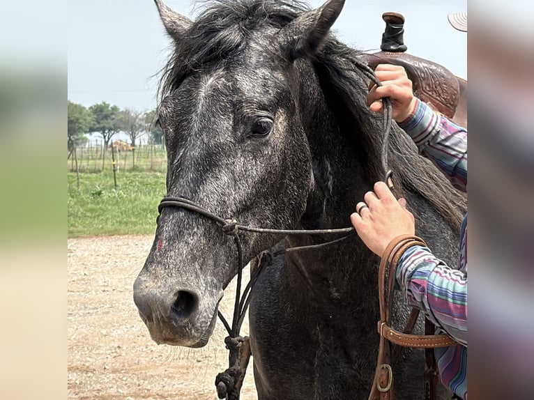 Fox trotter de Missouri Caballo castrado 4 años 163 cm Ruano azulado in Wichita Falls