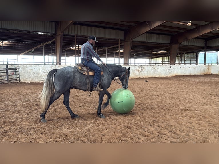 Fox trotter de Missouri Caballo castrado 4 años 163 cm Ruano azulado in Wichita Falls