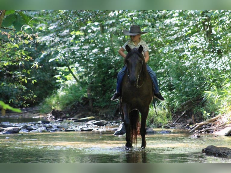 Fox trotter de Missouri Caballo castrado 5 años 142 cm Negro in Whitley City, KY