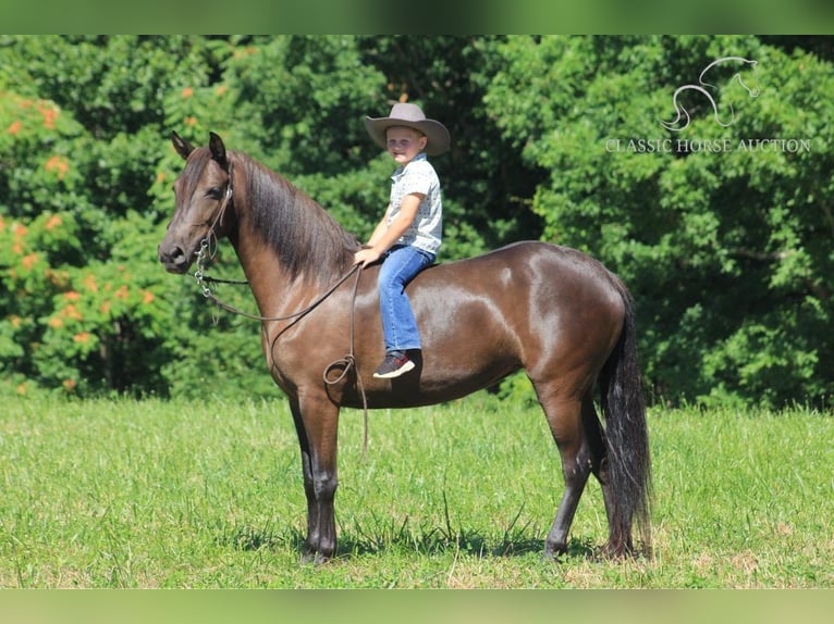 Fox trotter de Missouri Caballo castrado 5 años 142 cm Negro in Whitley City, KY