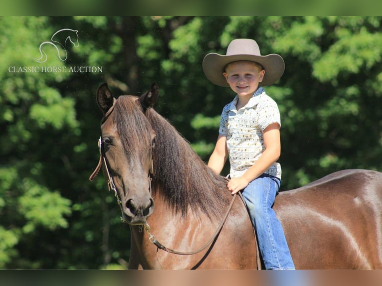 Fox trotter de Missouri Caballo castrado 5 años 142 cm Negro in Whitley City, KY