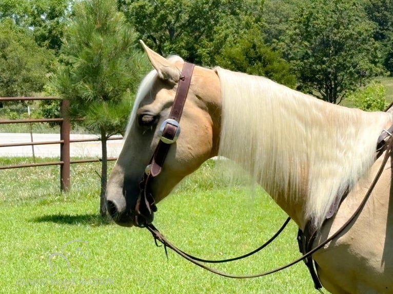 Fox trotter de Missouri Caballo castrado 5 años 142 cm Palomino in Houston, MO