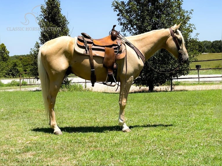 Fox trotter de Missouri Caballo castrado 5 años 142 cm Palomino in Houston, MO