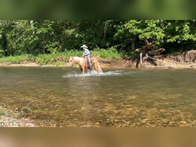 Fox trotter de Missouri Caballo castrado 5 años 142 cm Palomino in Houston, MO