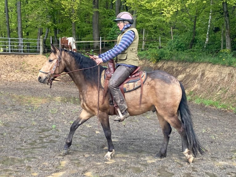 Fox trotter de Missouri Caballo castrado 5 años 153 cm Bayo in Königsfeld Fox trotter de Missouri Caballo castrado 5 años 153 cm Bayo in Königsfeld
