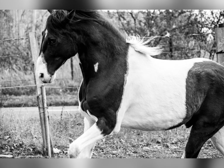 Fox trotter de Missouri Caballo castrado 5 años 155 cm Pío in Waltersdorf