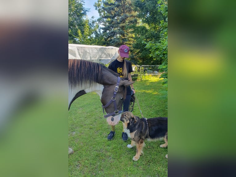 Fox trotter de Missouri Caballo castrado 5 años 155 cm Pío in Waltersdorf