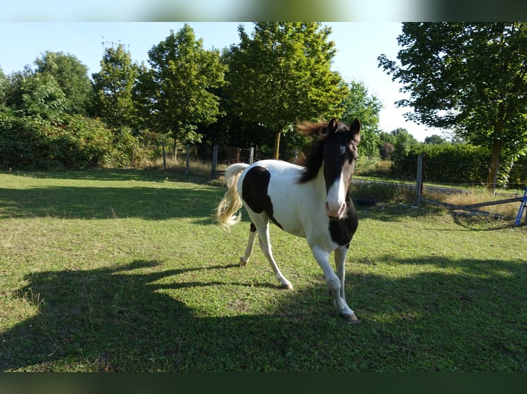 Fox trotter de Missouri Caballo castrado 5 años 155 cm Pío in Waltersdorf