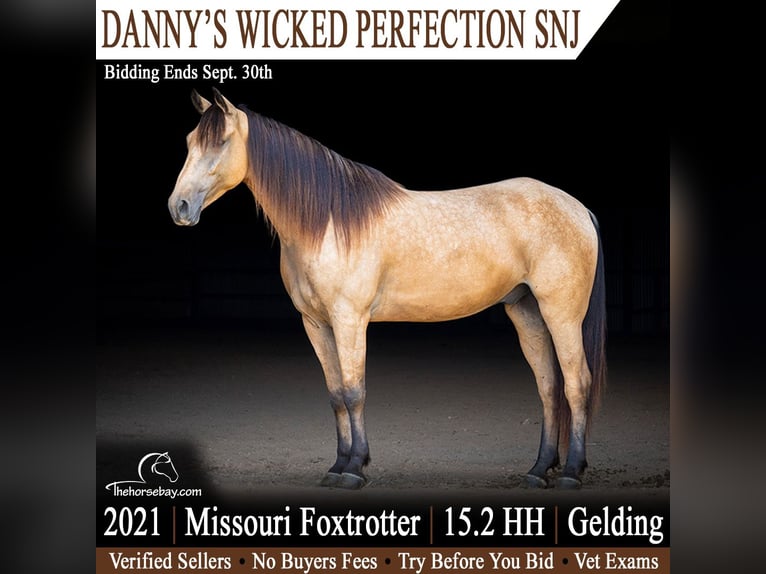 Fox trotter de Missouri Caballo castrado 5 años 157 cm Buckskin/Bayo in Harrison, AR
