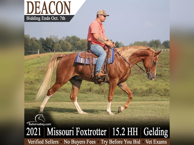 Fox trotter de Missouri Caballo castrado 5 años 160 cm Alazán rojizo in Parkers Lake, KY