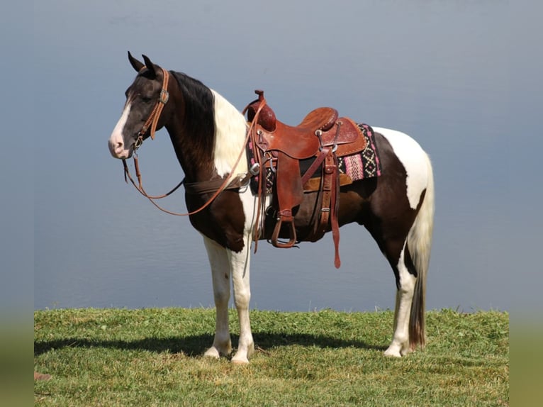 Fox trotter de Missouri Caballo castrado 5 años Tobiano-todas las-capas in wHITLEY  cITY ky