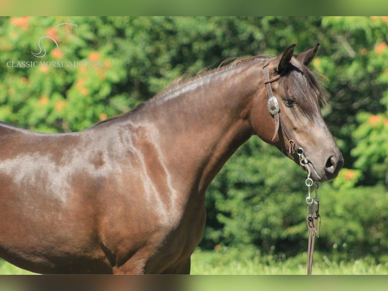 Fox trotter de Missouri Caballo castrado 6 años 142 cm Negro in Whitley City, KY