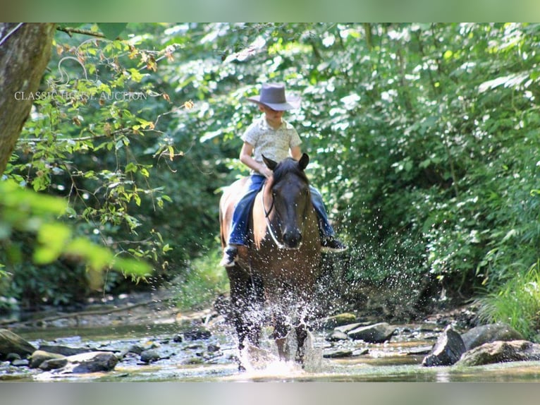 Fox trotter de Missouri Caballo castrado 6 años 142 cm Negro in Whitley City, KY