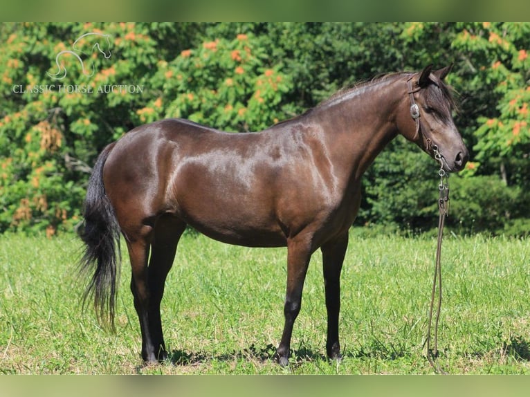 Fox trotter de Missouri Caballo castrado 6 años 142 cm Negro in Whitley City, KY