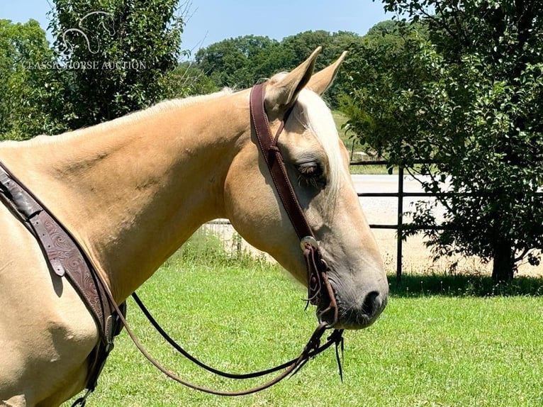 Fox trotter de Missouri Caballo castrado 6 años 142 cm Palomino in Houston, MO