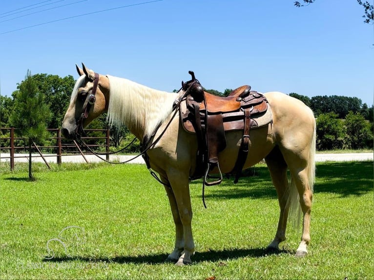 Fox trotter de Missouri Caballo castrado 6 años 142 cm Palomino in Houston, MO