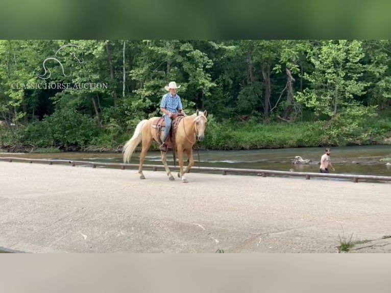 Fox trotter de Missouri Caballo castrado 6 años 142 cm Palomino in Houston, MO