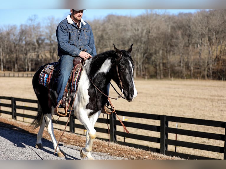 Fox trotter de Missouri Caballo castrado 6 años 147 cm in Cleveland TN