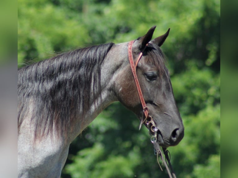 Fox trotter de Missouri Caballo castrado 6 años 147 cm Ruano azulado in Whitley City Ky