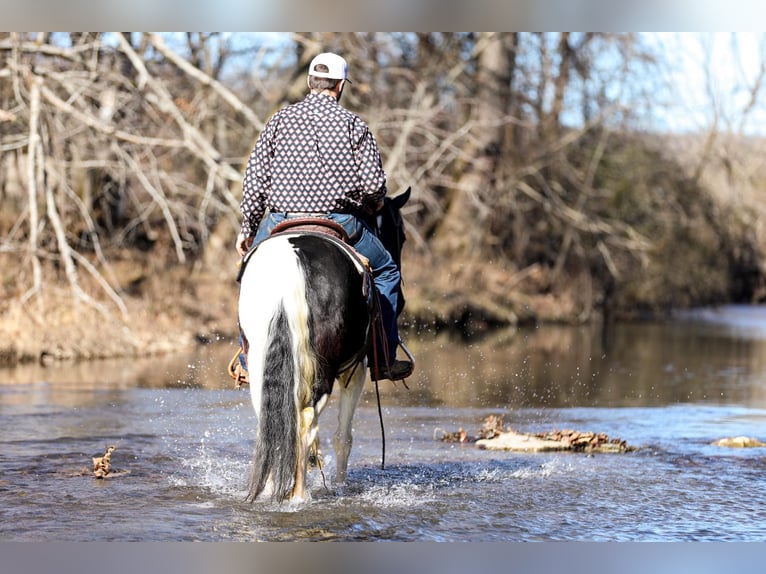 Fox trotter de Missouri Caballo castrado 6 años 147 cm Tobiano-todas las-capas in Cleveland TN