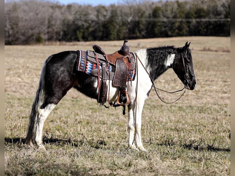 Fox trotter de Missouri Caballo castrado 6 años 147 cm Tobiano-todas las-capas in Cleveland TN