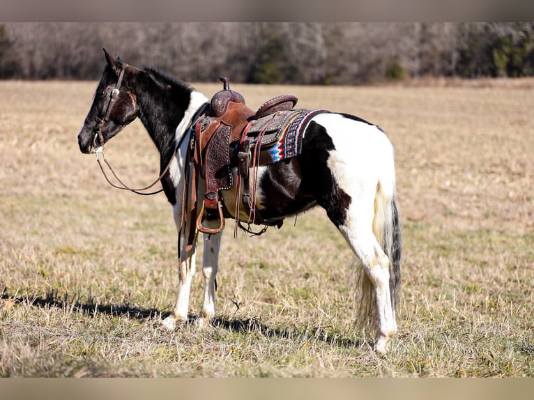 Fox trotter de Missouri Caballo castrado 6 años 147 cm Tobiano-todas las-capas in Cleveland TN