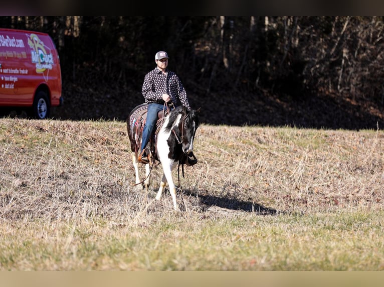 Fox trotter de Missouri Caballo castrado 6 años 147 cm Tobiano-todas las-capas in Cleveland TN