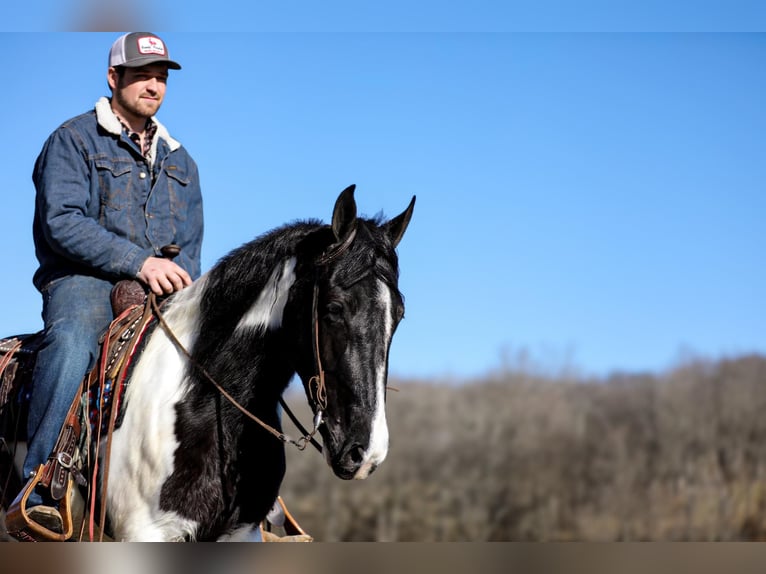 Fox trotter de Missouri Caballo castrado 6 años 147 cm Tobiano-todas las-capas in Cleveland TN