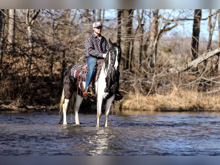 Fox trotter de Missouri Caballo castrado 6 años 147 cm Tobiano-todas las-capas in Cleveland TN