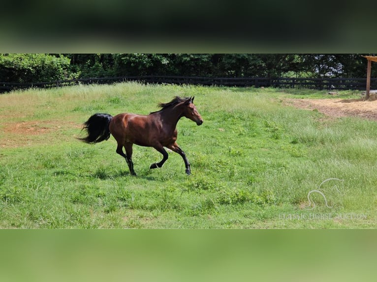 Fox trotter de Missouri Caballo castrado 6 años 152 cm Castaño rojizo in Gillsville, GA