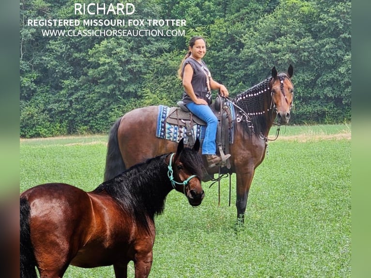 Fox trotter de Missouri Caballo castrado 6 años 152 cm Castaño rojizo in Gillsville, GA