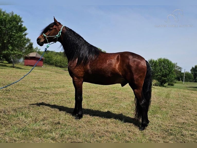 Fox trotter de Missouri Caballo castrado 6 años 152 cm Castaño rojizo in Gillsville, GA