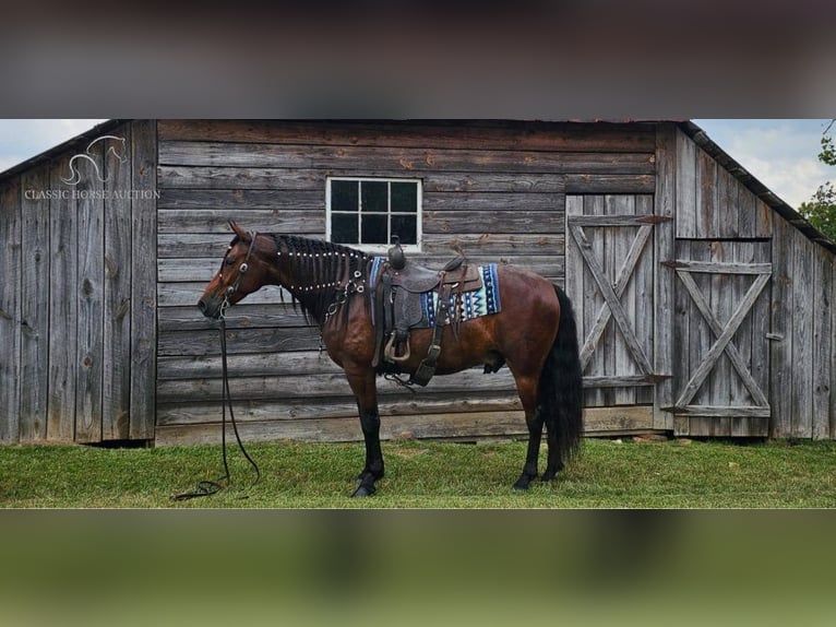 Fox trotter de Missouri Caballo castrado 6 años 152 cm Castaño rojizo in Gillsville, GA