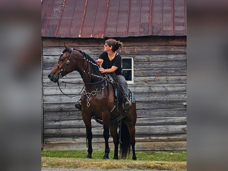 Fox trotter de Missouri Caballo castrado 6 años 152 cm Castaño rojizo in Gillsville, GA