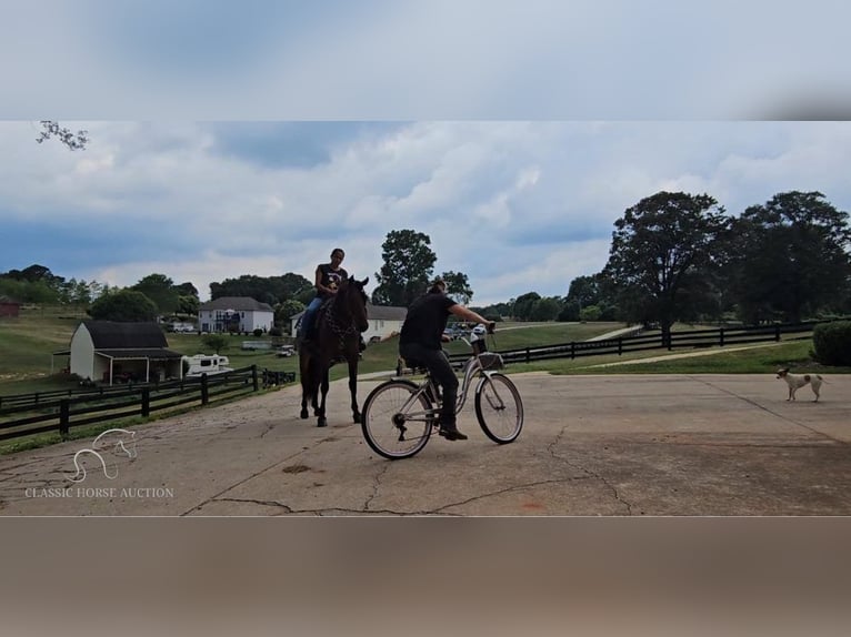 Fox trotter de Missouri Caballo castrado 6 años 152 cm Castaño rojizo in Gillsville, GA