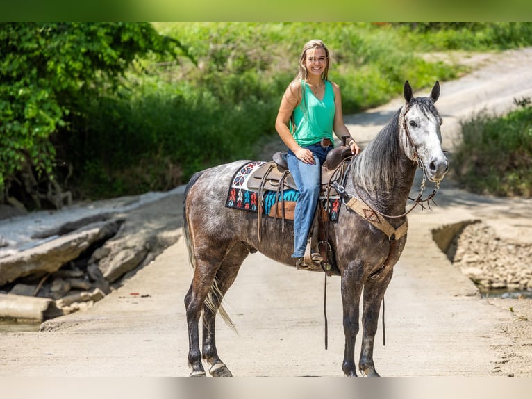 Fox trotter de Missouri Caballo castrado 6 años 160 cm Tordo in Ewing KY