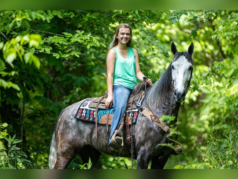 Fox trotter de Missouri Caballo castrado 6 años 160 cm Tordo in Ewing KY