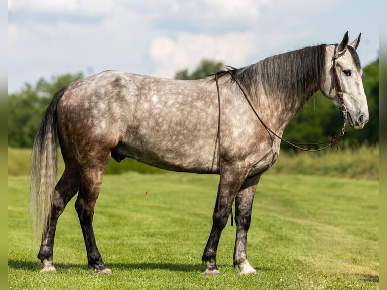 Fox trotter de Missouri Caballo castrado 6 años 160 cm Tordo in Ewing KY