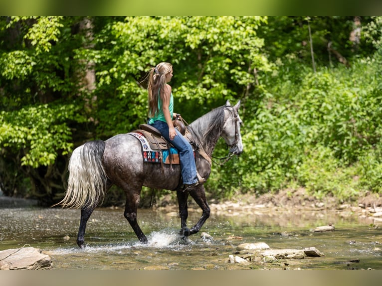 Fox trotter de Missouri Caballo castrado 6 años 160 cm Tordo in Ewing KY