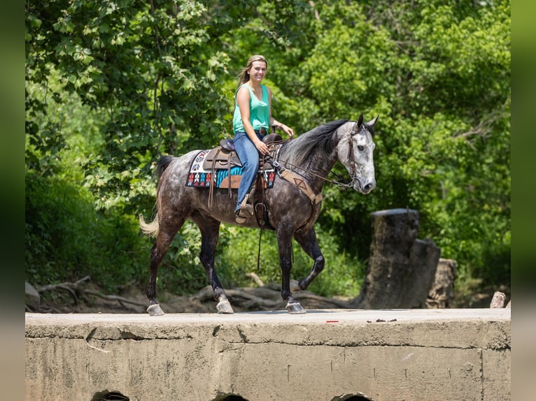 Fox trotter de Missouri Caballo castrado 6 años 160 cm Tordo in Ewing KY