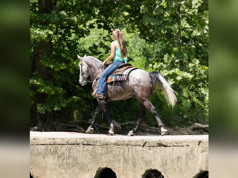 Fox trotter de Missouri Caballo castrado 6 años 160 cm Tordo in Ewing KY